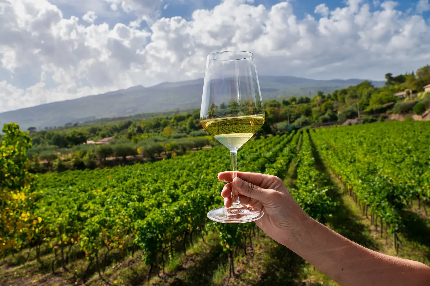 Cycladic Wine Tastings