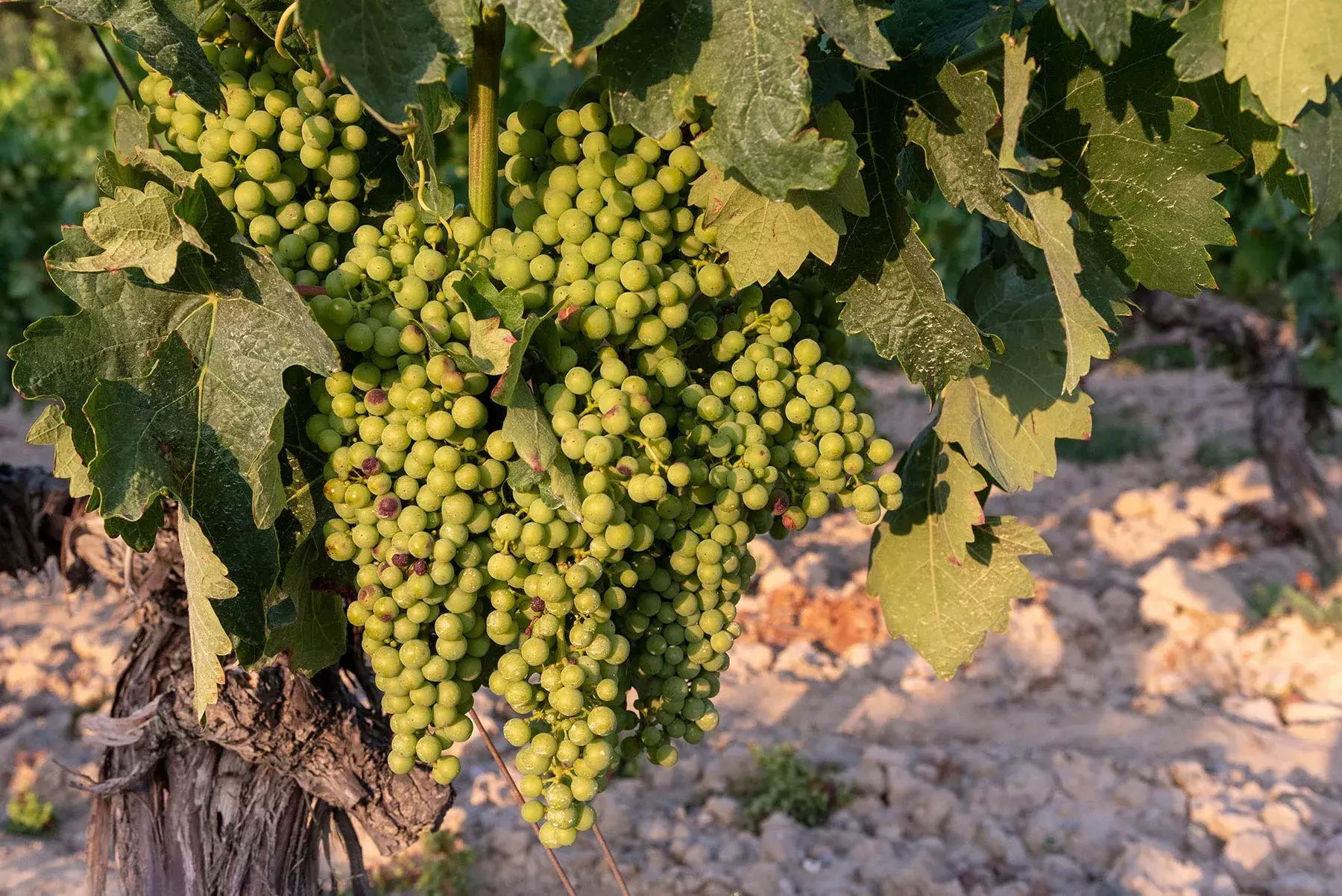 Cycladic Wine Tastings